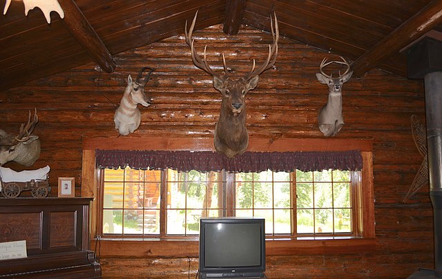 File:Collection of mounted animal heads.jpg - Wikimedia Commons