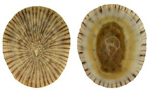Collisella antillarum (Lottiidae).