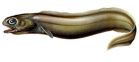 O Coloconger raniceps, uma das nove espécies conhecidas dos Coloconger