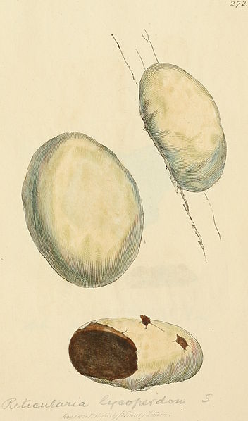 File:Coloured Figures of English Fungi or Mushrooms - t. 272.jpg