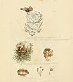 Plate 412. 3 fungi