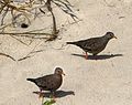 Common Ground Doves - Flickr - Andrea Westmoreland.jpg