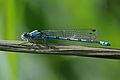 * Nomination Common blue damselfly (Enallagma cyathigerum) male, Barton Fields, Abingdon --Charlesjsharp 09:52, 10 July 2016 (UTC) * Promotion Good quality. --Johann Jaritz 10:54, 10 July 2016 (UTC)
