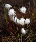 Common cottongrass in a cliff crevice 2.jpg