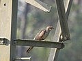 Common cuckoo-kannur@kattampally., - 1.jpg