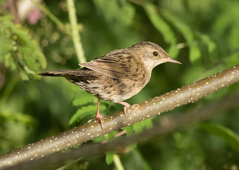 File:Common grasshopper warblers 29.jpg