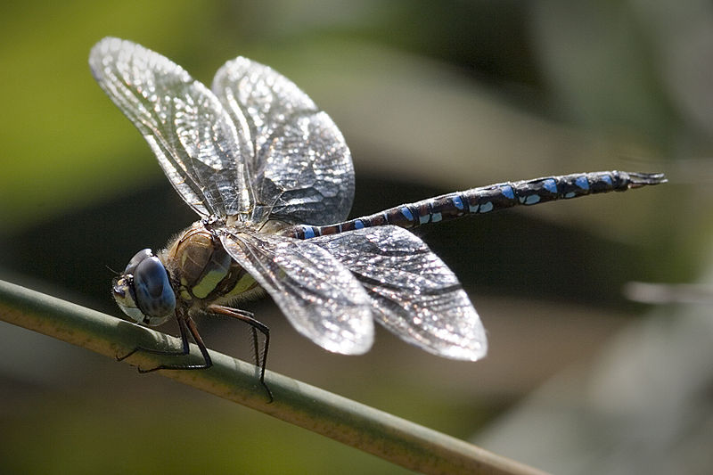 File:Common hawker.jpg