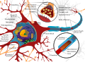 Neuron cell diagram