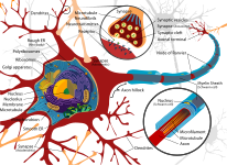 Biología - célula