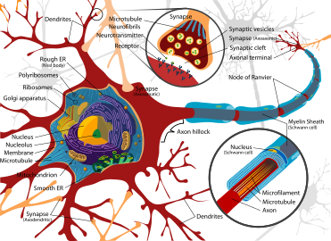 File:Complete neuron cell diagram en.svg