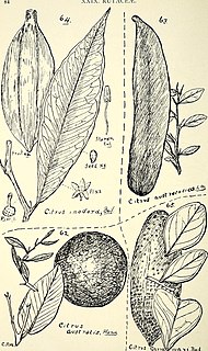 <i>Citrus garrawayi</i> Species of tree