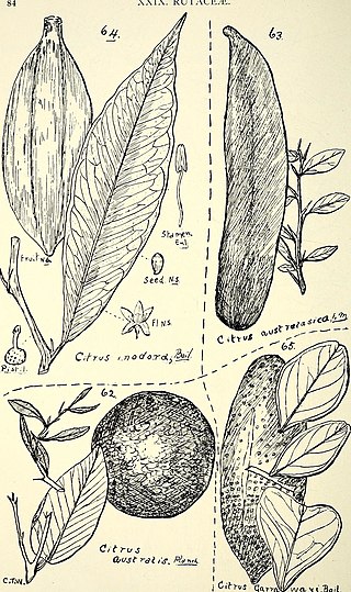 <i>Citrus garrawayi</i> Species of tree