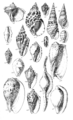 Conchological Manual Plate 20.png