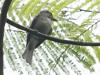 <span class="mw-page-title-main">Blackish pewee</span> Species of bird