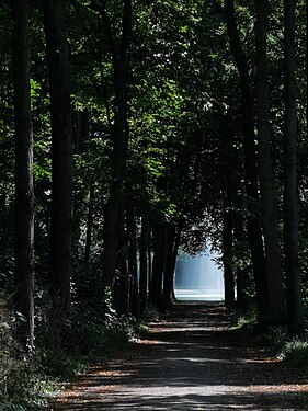 Contre-jour in the forest