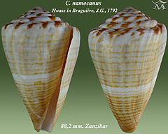 Description de l'image Conus namocanus 1.jpg.