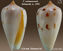 Conus solomonensis2.jpg