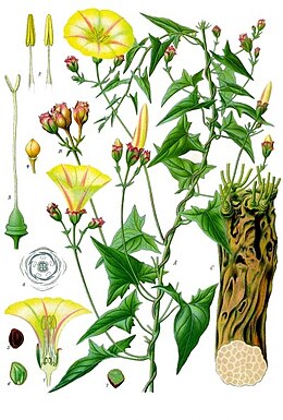 Convolvulus scammonia - Köhler–s Medizinal-Pflanzen-046.jpg