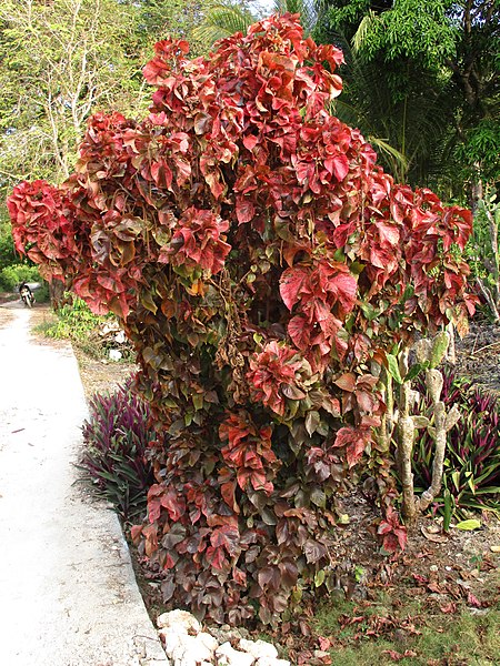 File:Copperleaf (Acalypha wilkesiana) bush.jpg