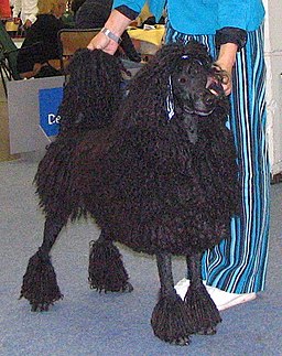 Corded Standard Poodle black