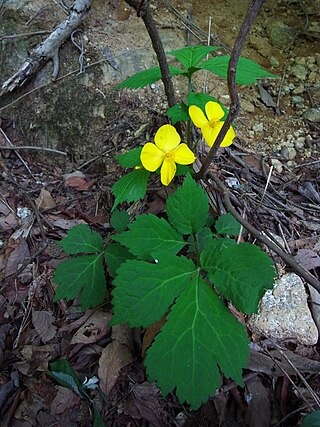 <i>Coreanomecon</i> Genus of flowering plants