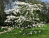 Cornus florida 02 by Line1.jpg