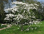 Cornus florida, or flowering dogwood