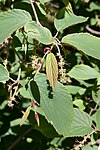 Corylopsis glabrescens - fin de floraison.jpg