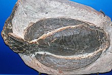 Specimen of Cosmaspis transversa, an extinct species of fish found at the Beartooth Butte Formation. Fossil fish are highly abundant in this formation. Cosmaspis transversa (Beartooth Butte Formation, Lower Devonian; Cottonwood Canyon, east of Lovell, Wyoming, USA) 3 (33904457790).jpg