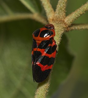 <i>Cosmoscarta</i>