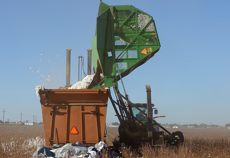 File:Cotton harvest on the South Plains near Lubbock, Texas. Harvested cotton is being dumped into a module builder. (25117253845).jpg