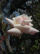 'Courier', Clark <1930 Rosa gigantea × 'Archiduc Joseph'