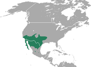 Crawford's Gray Shrew area.png