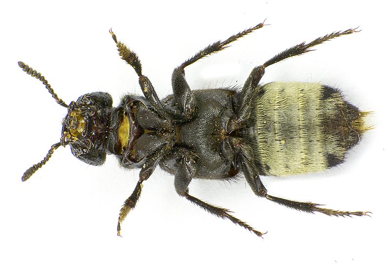 File:Creophilus maxillosus under.jpg