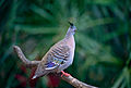 Crested Pigeon (Ocyphaps lophotes) (9876320185).jpg