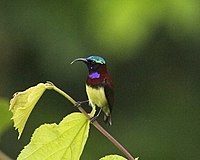 Kızıl sırtlı Sunbird (Leptocoma minima)-6.jpg