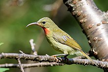 Crimson sunbird female (2).jpg