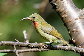 Crimson sunbird (Aethopyga siparaja)-female