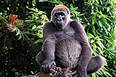 G. gorilla diehli CR - critically endangered (uun grat gefoor)