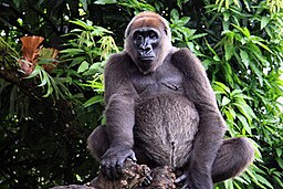 I nationalparken lever den akut hotade Cross river gorillan