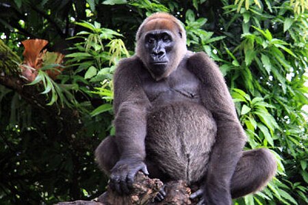 Gorilla gorilla diehli