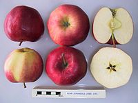 Cross section of King Jonagold, National Fruit Collection (acc. 2000-105) .jpg