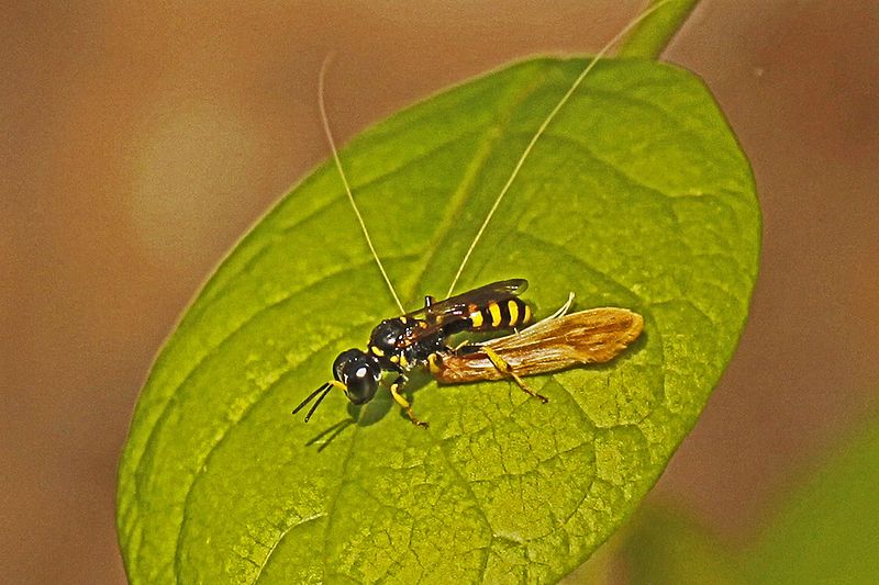 Bộ sưu tập Côn trùng - Page 59 800px-Crossocerus_nitidiventris_with_prey%2C_Leesylvania_State_Park%2C_Woodbridge%2C_Virginia