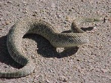 Crotalus scutulatus 03.jpg