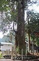 山麓の揖斐川町小津の白山神社にある「小津白山神社の杉」（岐阜県の天然記念物）
