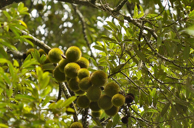 File:Cullenia exarillata fruiting branch DSC 2359.jpg