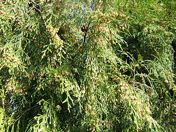 Foliage with pollen and seed cones Cupressus funebris.jpg