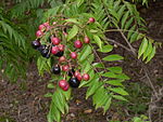 Curry Tree ("Karivaepilai கருவேப்பிலை in Tamil" or Kadipatta) -- Murraya koenigii; syn. Bergera koenigii, Chalcas koenigii"karivepa " in Telugu, karibevu in Kannada, कडिपत्ता in Marathi