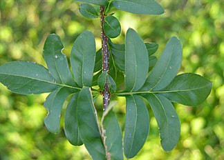 Syringa × laciniata (Cutleaf Lilac)