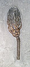Fossilized calyx and partial stem of the Silurian-Permian crinoid ("sea lily") Cyathocrinites Cyathocrinites multibrachiatus fossil crinoid (Mississippian; Crawfordsville, Indiana, USA) 2 (17385978065).jpg